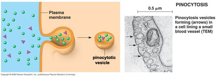 Endocytosis: Phagocytosis Engulf large particles Endocytosis: