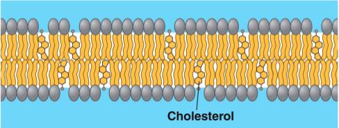 Cholesterol (eg. Lipoprotein) An important structural element Provides strength and stability to the membrane Makes membrane less fluid 3.