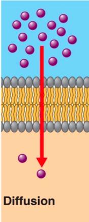 Transport Across a Cell Membrane What controls how substances Move thru the membrane? Size of the molecule (selective permeability) Charge of the molecule What moves easily thru the membrane?