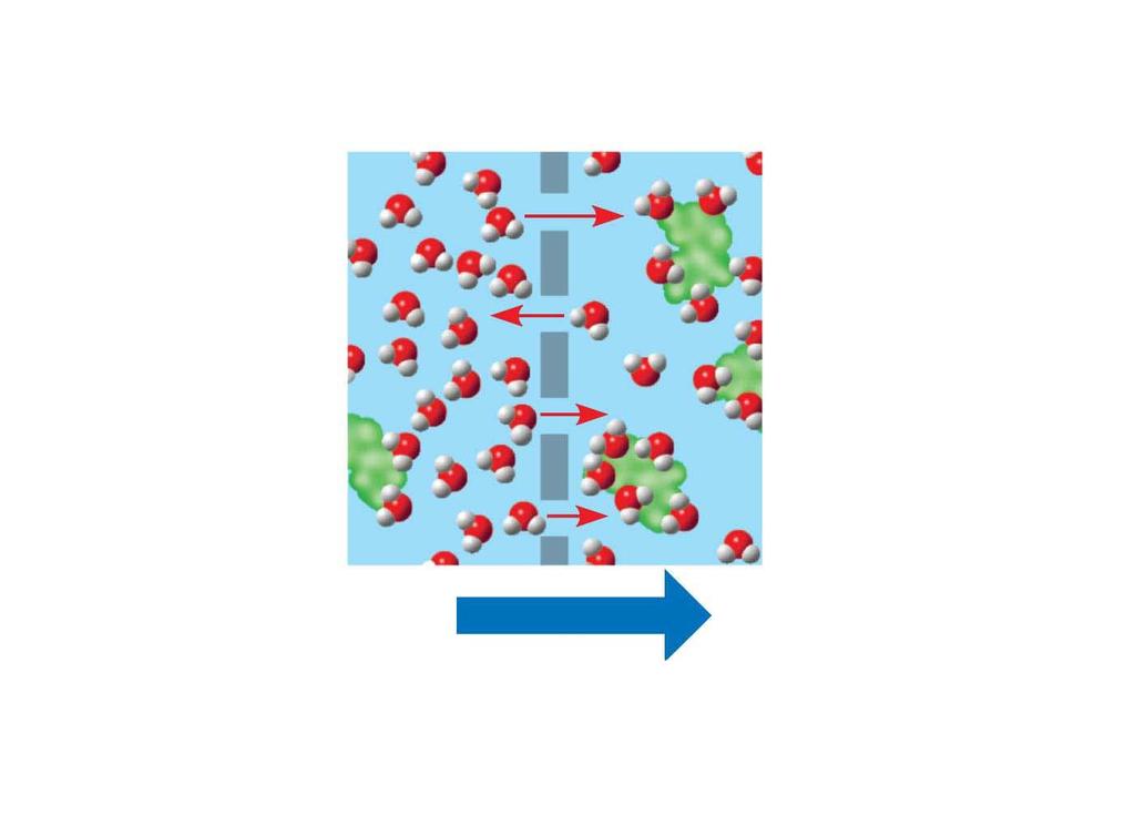 Figure 5.10-2 Selectively permeable membrane Water molecules can pass through pores, but sugar molecules cannot. Water molecules cluster around sugar molecules.