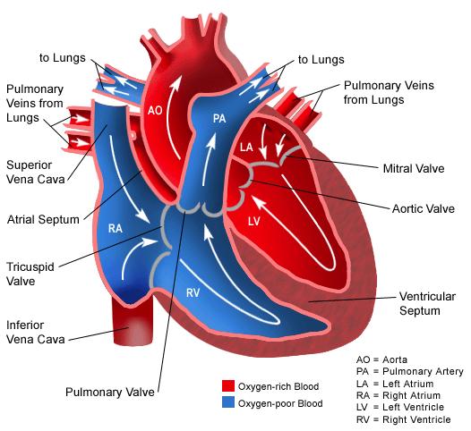 8 ventricle. The left ventricle then contracts, forcing the oxygenated blood through the aortic valve, initiating the cycle of systemic circulation to repeat.