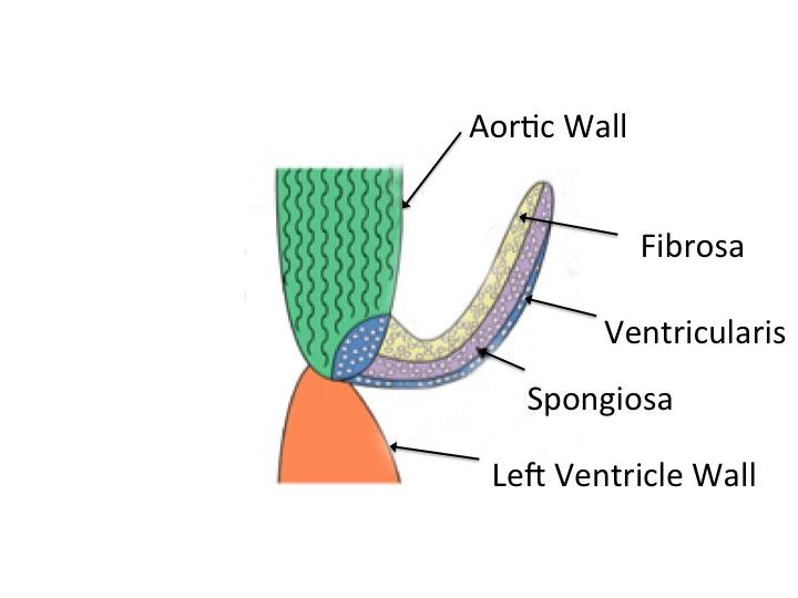 11 Figure 2.2 Aortic Valve Leaflet Structure 2.