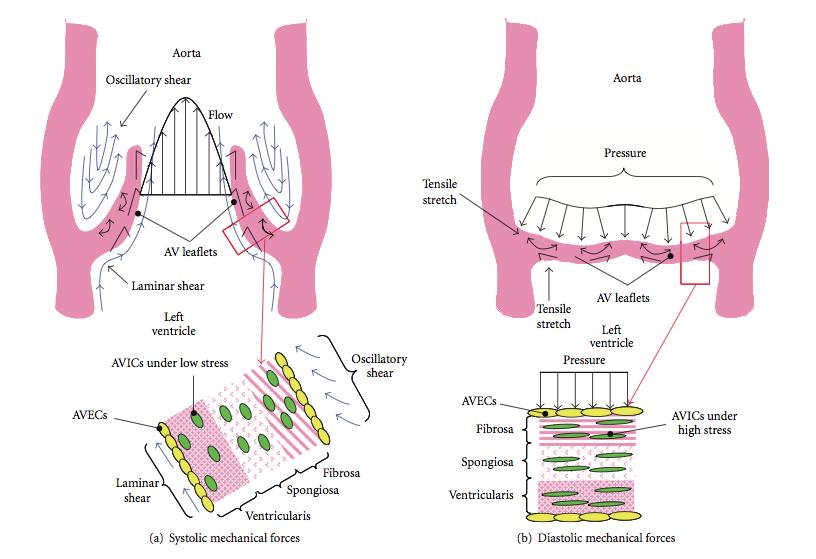 24 Figure 2.6 Schematic of Mechanical Forces on Aortic Valve during Peak Systole and Peak Diastole (Balachandran et al. 2011) 2.5.2.4 Anisotropy If a material exhibits properties of varying mechanical properties when measured in different directions, it is known as an anisotropic material.