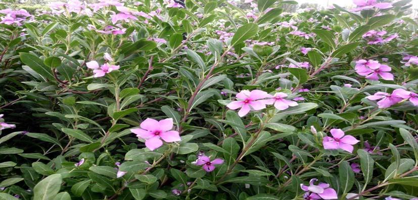 extracts of Catharanthus roseus