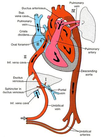 Placenta supplies oxygenated blood via ductus venosus Foramen ovale directs ductus venous blood to left atrium (40%) Pulmonary