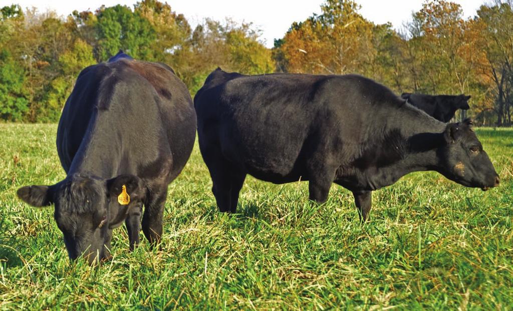 Basic Requirements It is imperative that cattle producers have an adequate understanding of the basic nutrient requirements of the cow herd to make informed and effective nutrition-related decisions.