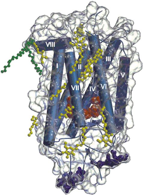 RHODOPSIN a G Protein-Coupled