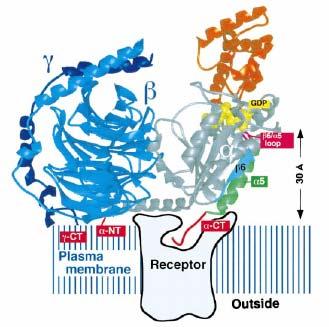 How these proteins MAY be