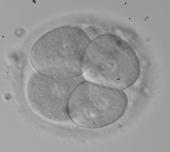 Second mitotic cleavage (time-lapse) Day 2 Cleavage rate - number of cells van Royen et al, 2002 day 3 4-8/9 cells: 42% IR 4 8/9 cells: <33% IR Thurin et al 2005, (SET) day 2,