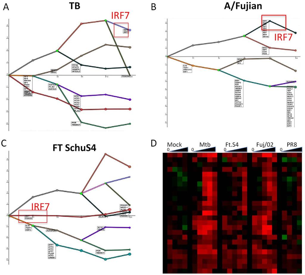 Figure 6. Analysis of transcription factors reveals a changing pattern for IRF7 following infection of murine AM. (A, B and C).