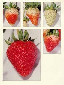 Maturity and Ripeness Stages of Strawberries Strawberries must be picked fully-ripe because they do not continue to ripen after harvest.