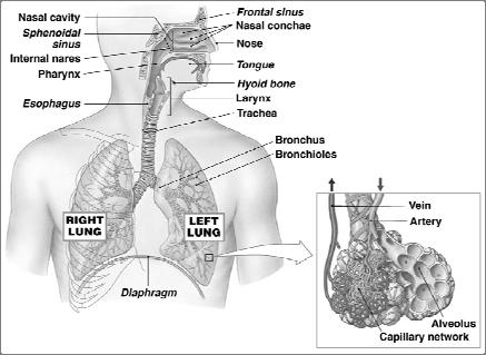 Respiratory System Functions Functions of Respiratory System Gas exchange between blood and air Move air to and from exchange surfaces Protect exchange surfaces from environmental variations and