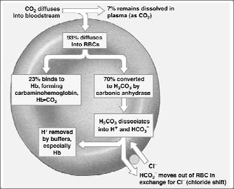 Carbon Dioxide Transport in the Blood Key Note Carbon dioxide (CO 2 ) primarily travels in the bloodstream as bicarbonate ions (HCO 3 - ),