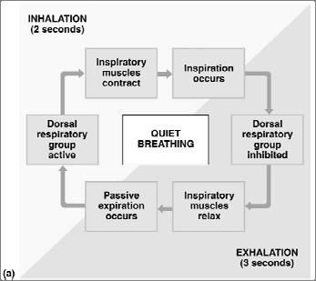 The Control of Respiration Control by Brain Respiratory Centers Respiratory centers in brainstem Three pairs