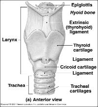 The Larynx Also called, voice box Made of