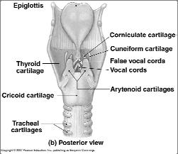 Covered by epiglottis during swallowing