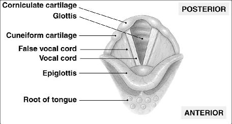 of elastic cartilage Supports true vocal