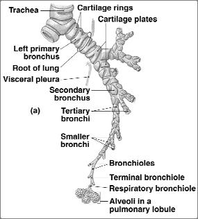 The Bronchioles Cartilage absent Diameter < 1.