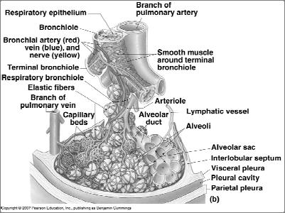 The Lobules of the Lung Figure 15-6(b) Alveolar