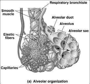 Alveolus Respiratory Membrane Simple squamous