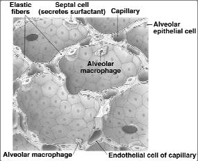 membrane Septal cells Produce surfactant to