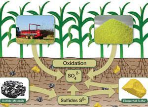 f. Soil moisture and aeration S oxidizing bacteria are mostly aerobic and their activity will decline if O 2 is lacking due to H 2 O logging. Favourable moisture is field capacity moisture. g.