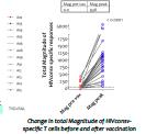 MVA.HIVconsv was a safe strategy to induce new and shiz pre-exiscng immune