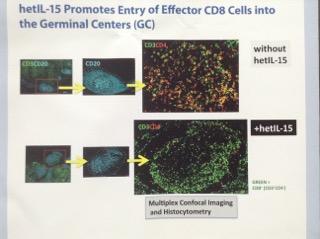 Abstract 259LB 259LB Increased Effector CD8 Lymphocyte Trafficking to Lymph Nodes Induced by hetil-15 Conclusions: We explore the potencal of IL-15 as a viral reservoir reducing agent in ART-treated