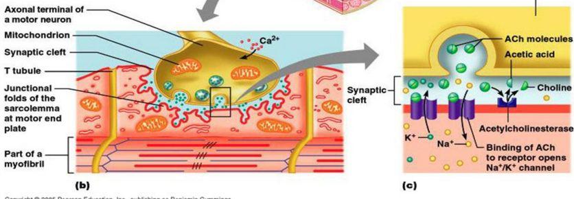 Neuromuscular Junction This fusion releases ACh into the synaptic cleft via exocytosis ACh diffuses across the