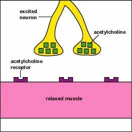 Role of Acetylcholine (Ach) ACh binds its receptors at the motor end plate Binding opens chemically (ligand) gated channels Allows the