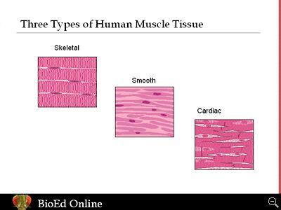 Muscle Overview The three types of muscle tissue are skeletal, cardiac, and