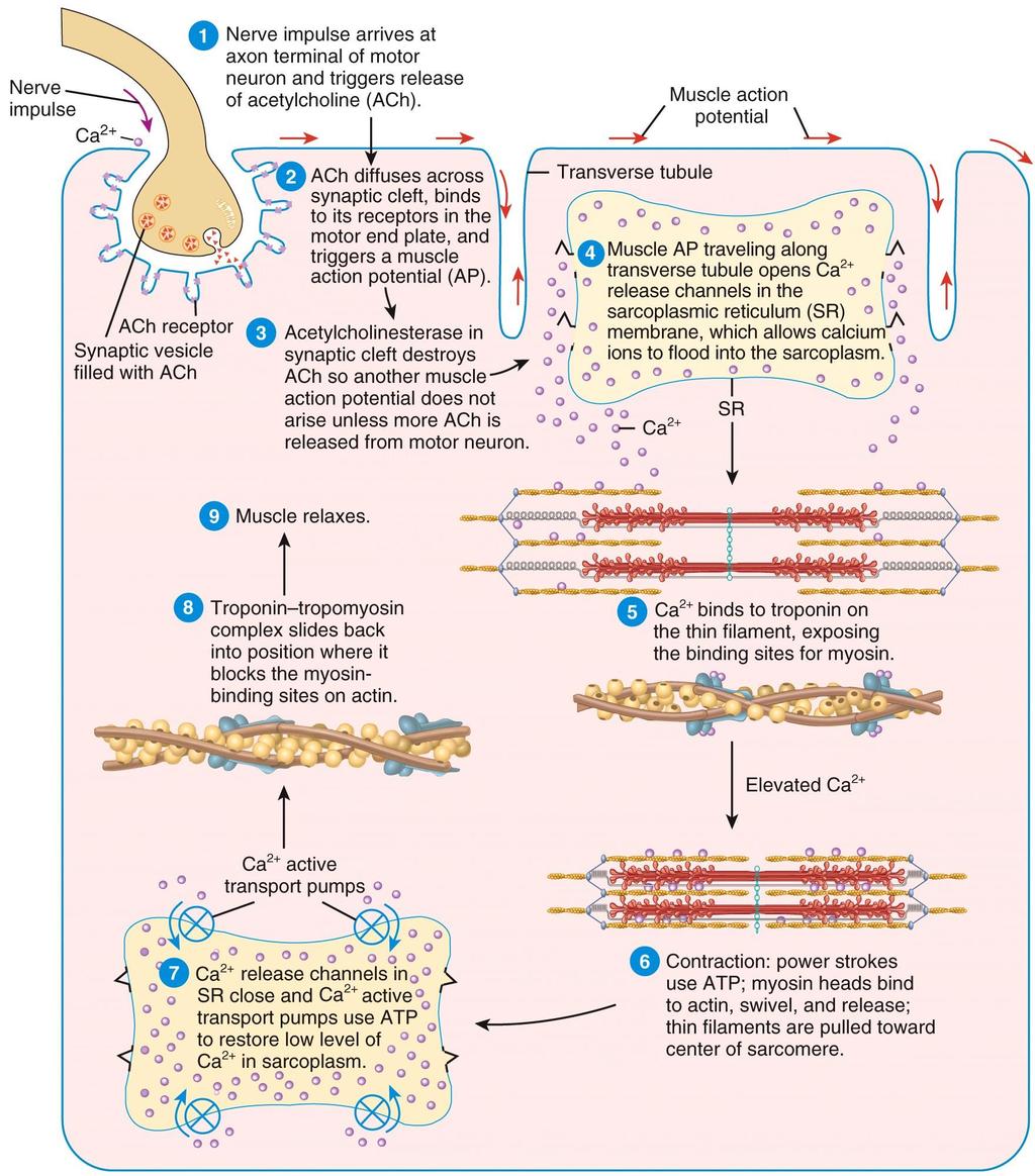 The Neuromuscular Junction Copyright 2014