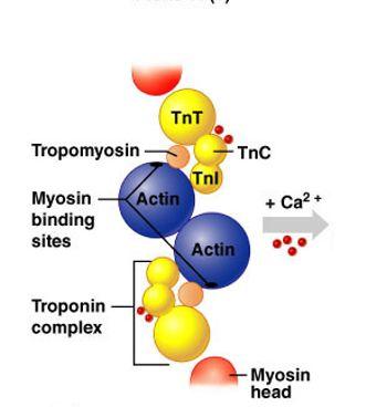 Role of Ionic Calcium (Ca2+) in the Contraction Mechanism Calcium-activated troponin