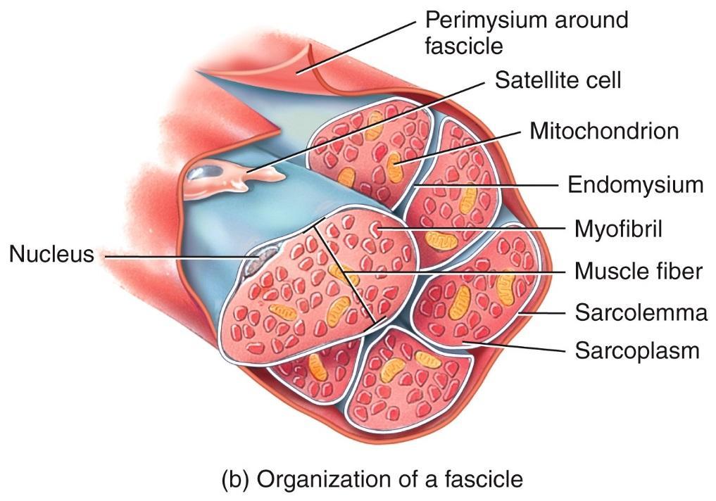 Microscopic Anatomy of