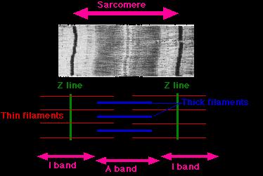 Myofibrils Sarcomere (between 2 Z lines): a contractile unit in