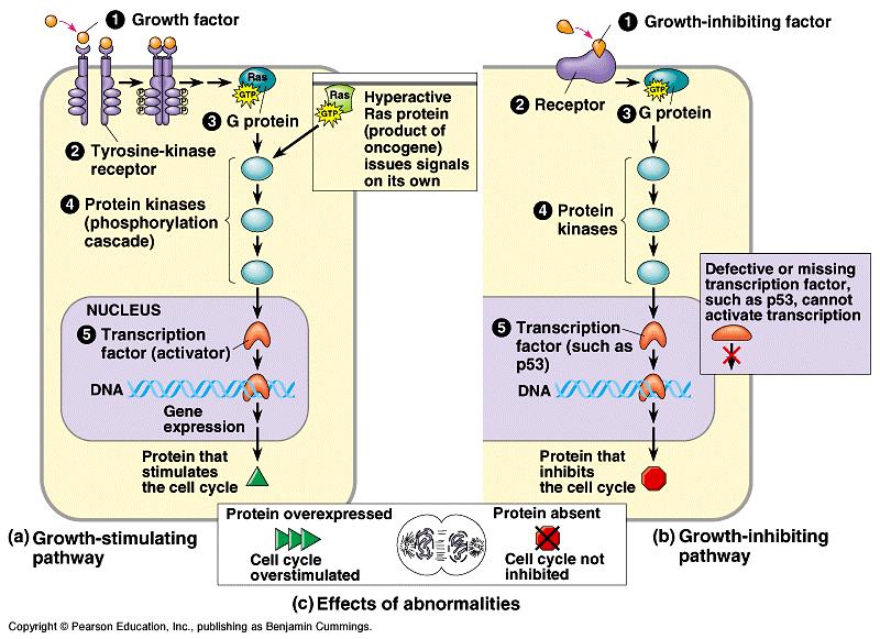 Mutations that result in stimulation of growth-stimulating pathways or