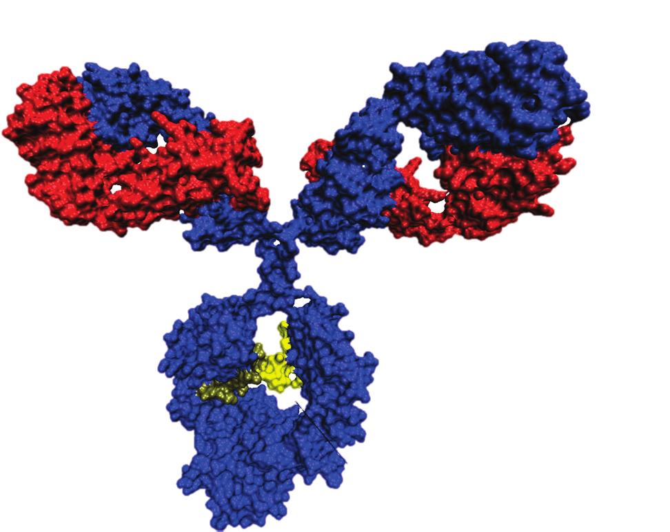A Antigen-binding Fragment (Fab) N-Glycan Crystallizable Fragment (Fc) B V L C L IgM C μ 1 V H C μ 2 C μ 3 C μ 4 J Chain