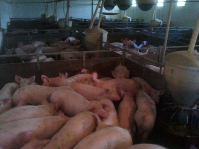piglets at end Pc 51 580 Losses Pc 1 7 Mortality % 1,9 1,2-37% Body