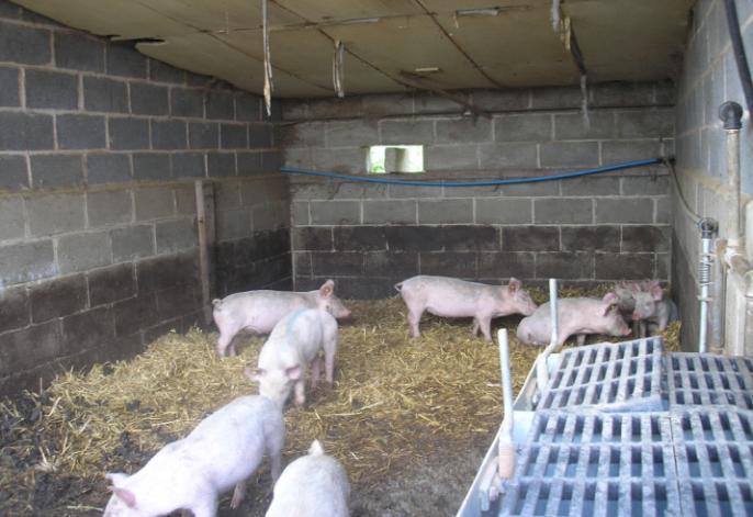 Piglets. UK. Three Shires Farms.
