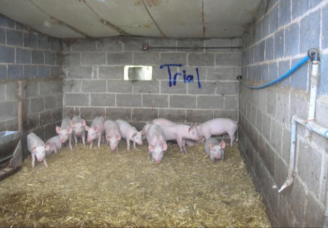 duroc x landrace x large white boar Start of trial 2015-05-17 Start with supplement 2015-06-05 End of trial 2015-07-08 No of piglets at start Pc 12 12 No of piglets at end Pc 12 12