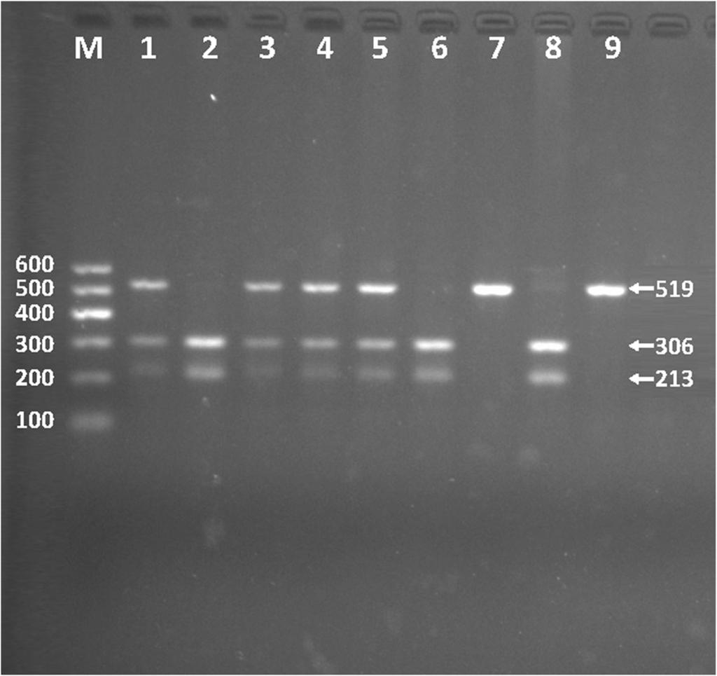 Lane M is the 100-bp marker ladder; Lanes 1-8 are samples, the 519-bp bands are the target genes Fig.
