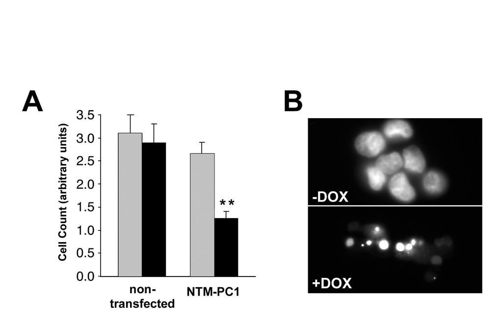Expression of NTM PC1 in MDCK cells causes