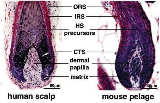 VOL. 118, NO. 2 FEBRUARY 2002 MECHANISMS OF HAIR FOLLICLE DEVELOPMENT 217 Figure 1. Comparison of the structure of the hair bulb in human scalp and mouse pelage.