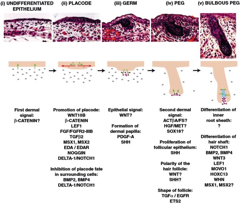 218 MILLAR THE JOURNAL OF INVESTIGATIVE DERMATOLOGY Figure 3. The events of hair follicle morphogenesis. The upper panels show paraf n sections of primary mouse hair follicles at embryonic days 14.