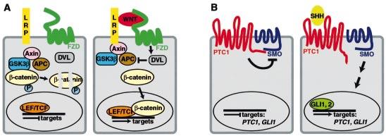 VOL. 118, NO. 2 FEBRUARY 2002 MECHANISMS OF HAIR FOLLICLE DEVELOPMENT 219 Figure 4. Schematic depictions of the WNT and Sonic hedgehog (SHH) signaling pathways. (A) The WNT signaling pathway.