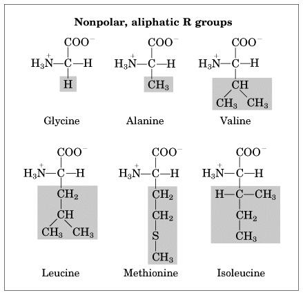 Stereoisomerism in amino acids Amino Acid