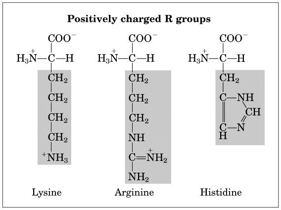 groups 9 10 Positively Charged (Basic) R