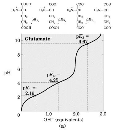s with ionizable R groups have more complex titration curves Histidine - Biological Proton donor/acceptor 3 stage titration curve -CO OH -CO O - +H + δ-cooh δ-co O - +H + -NH 3 + -NH 2 + H + pi=pk 1