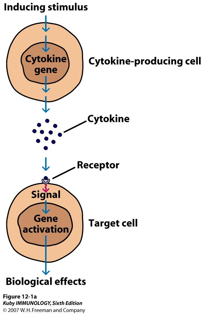 Cytokines bind to specific receptors on outside Inside: Trigger signal transduckon pathways that alter