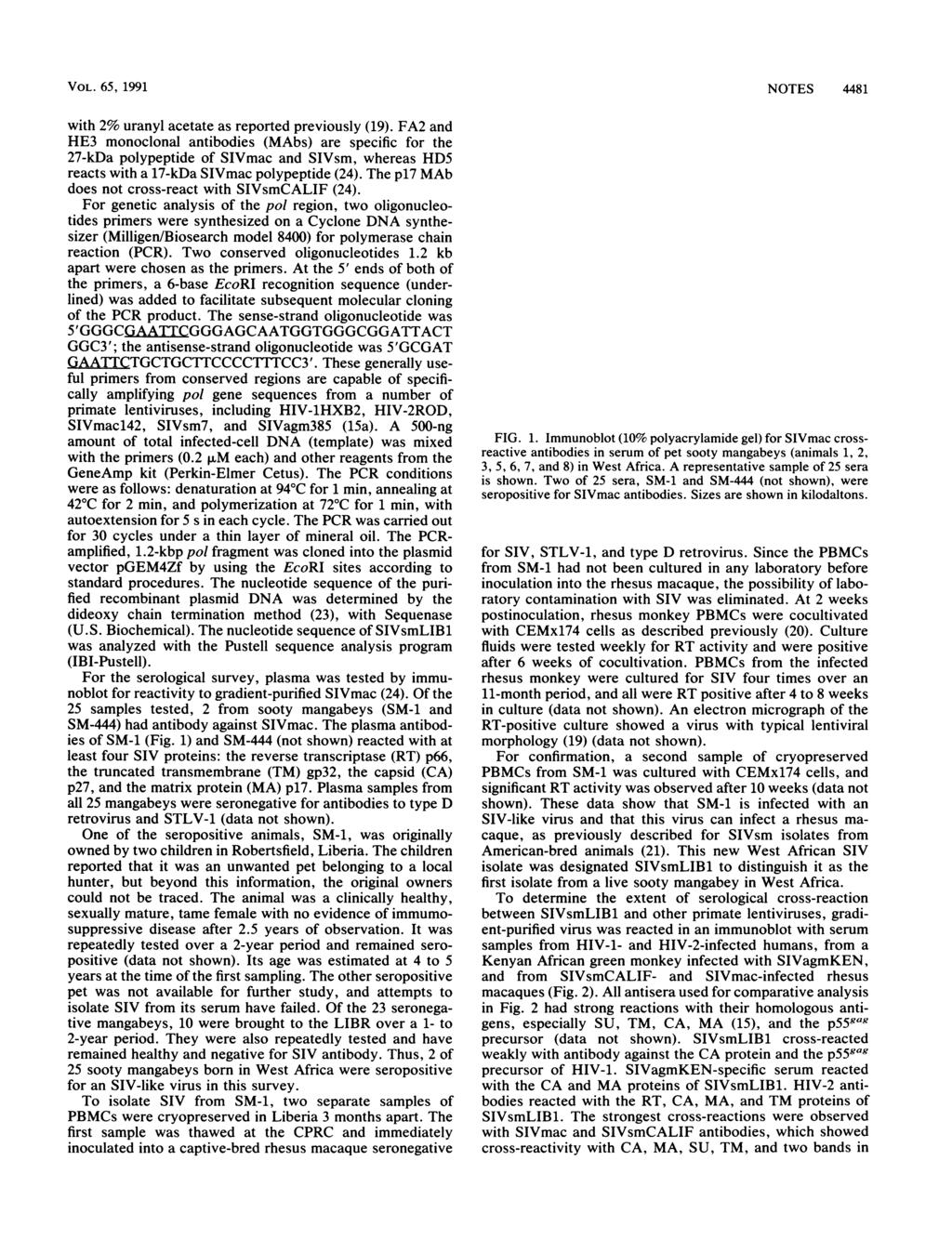 VOL. 65, 1991 with 2% uranyl acetate as reported previously (19).